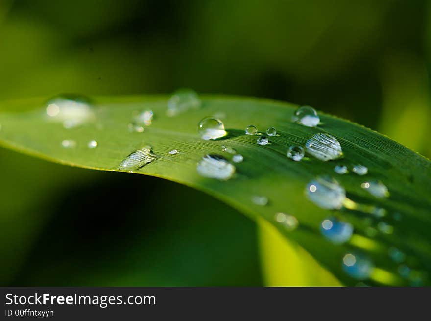 Sumer rain drops on green plants