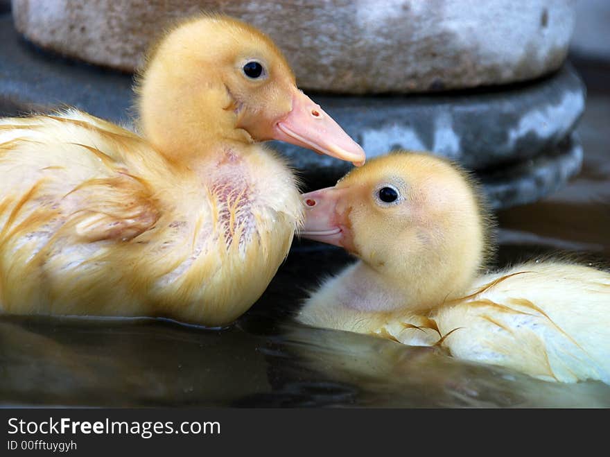 Pair of yellow ducklings