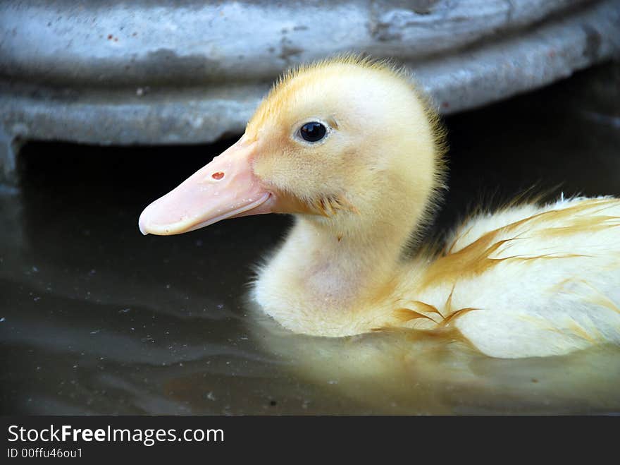 Young fuzzy yellow duck