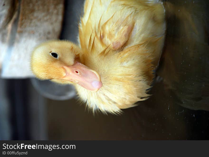 Soft and Fuzzy Yellow Duckling