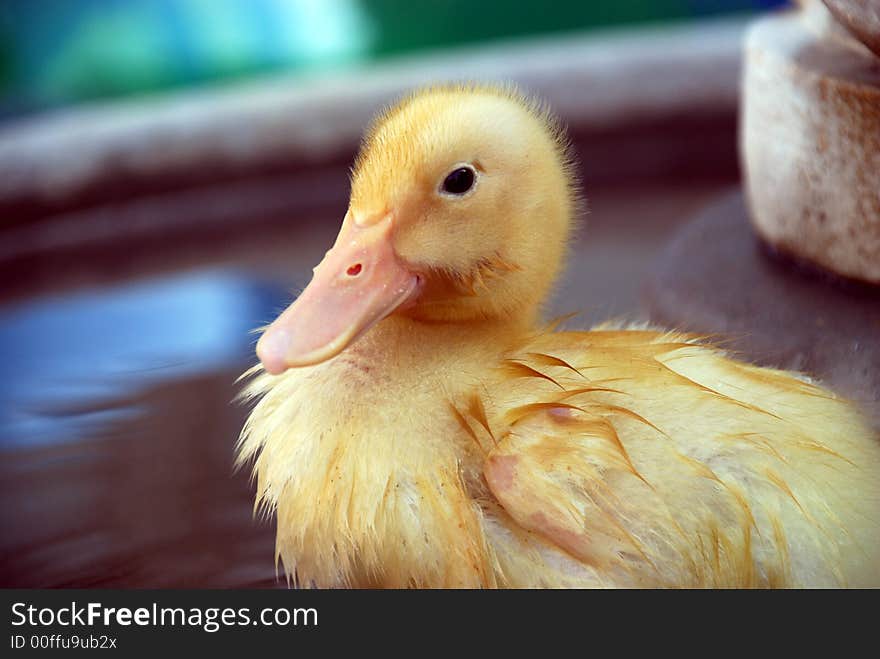 Wet Yellow Duckling