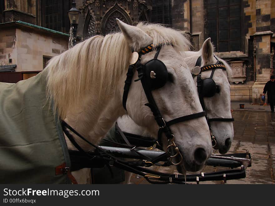 Sweet portrait of two white horses taken at a european capital