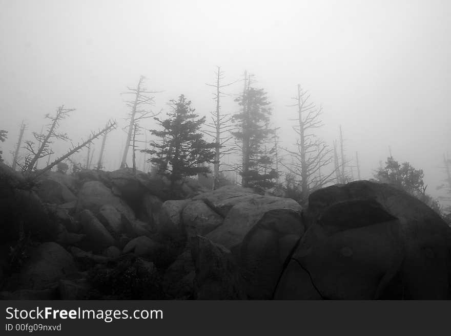 Rocks and wind swept forest