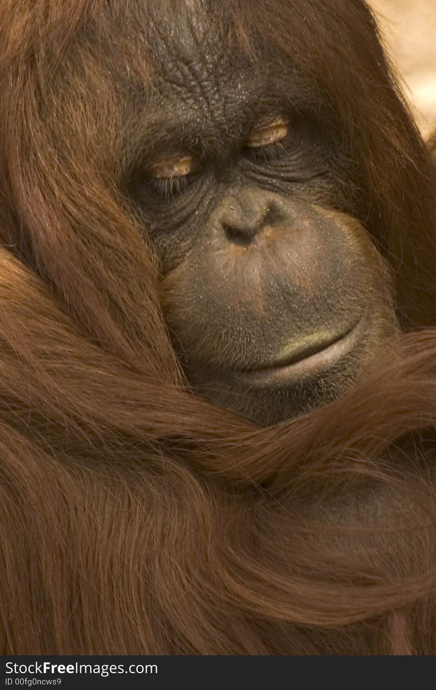 The day was all too much for this female Orang. The day was all too much for this female Orang.