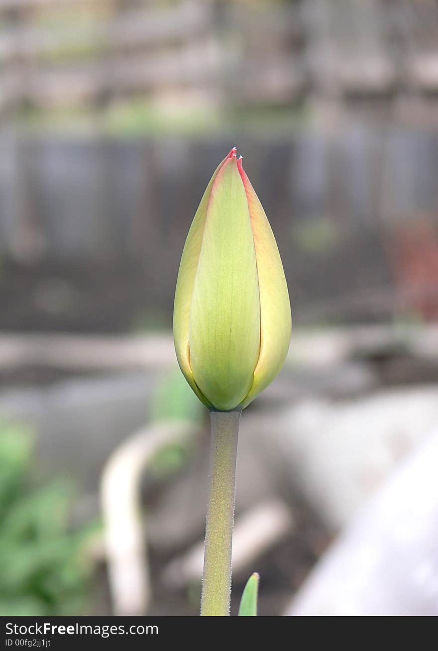 The tulip, one bud on one stalk as a symbol of egoism