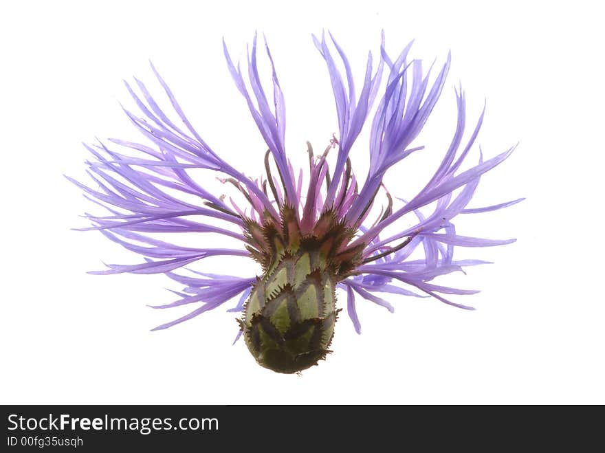 Blue corn flower on light box. Blue corn flower on light box