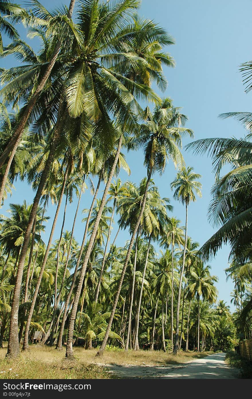 Tall palm trees alongside a soil path in rural area. Tall palm trees alongside a soil path in rural area