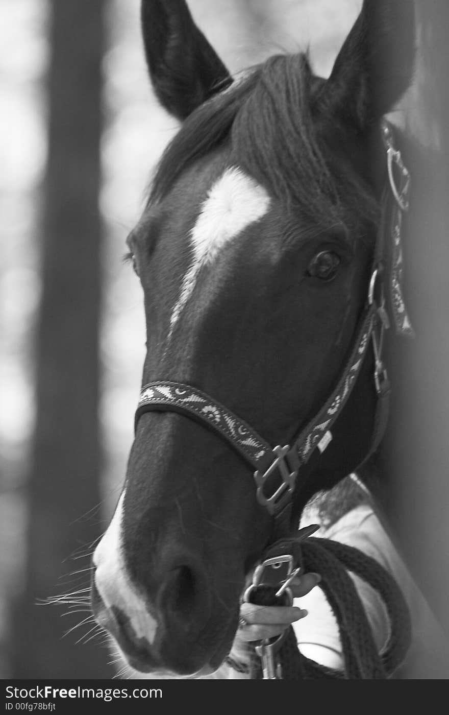 This is a photo of a horse. This is a photo of a horse.