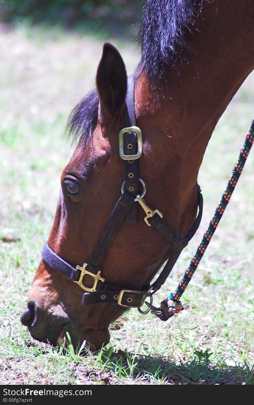 This is a photo of a horse. This is a photo of a horse.