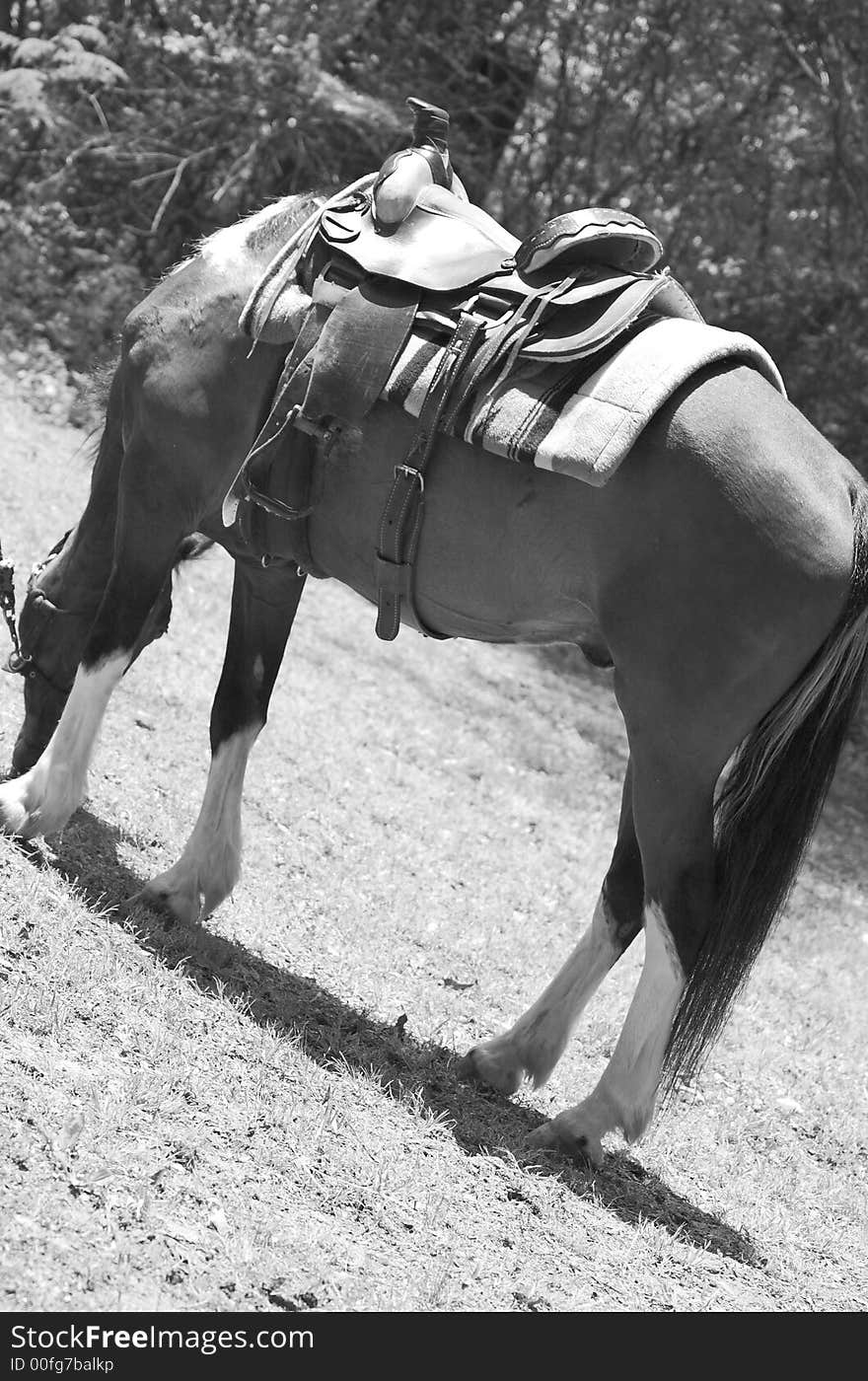 This is a photo of a saddle sitting on a horse. This is a photo of a saddle sitting on a horse.