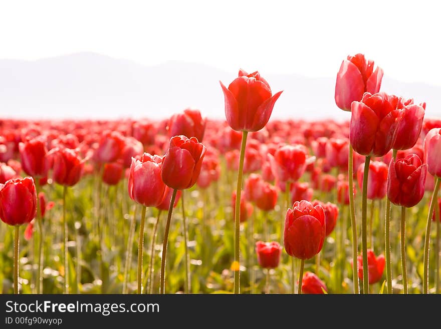 Cheerful Spring red tulips