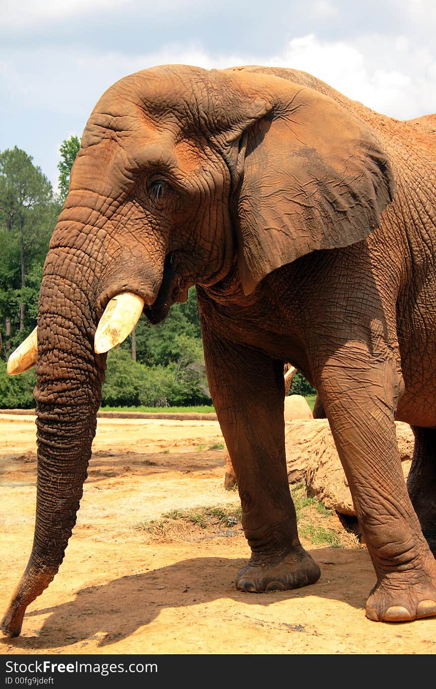 This giant elephant is one of the largest in North America