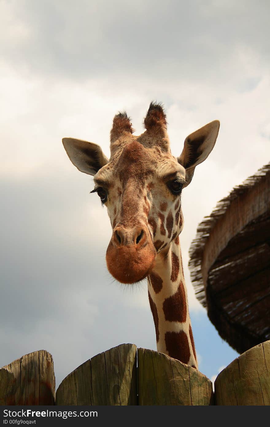 Large giraffe peers over a fence. Large giraffe peers over a fence