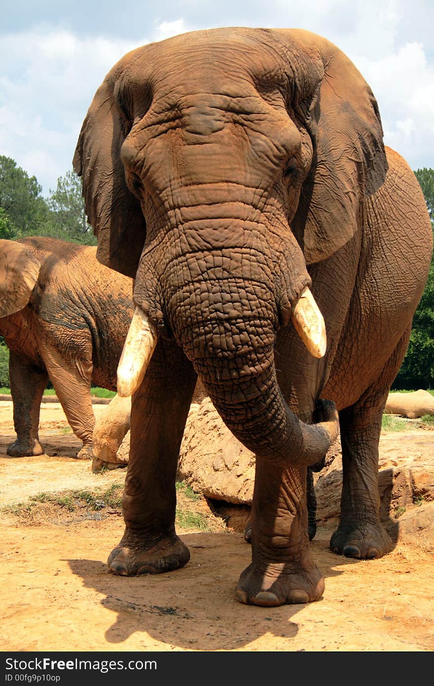 This giant elephant shows off his weathered leathery skin. This giant elephant shows off his weathered leathery skin.