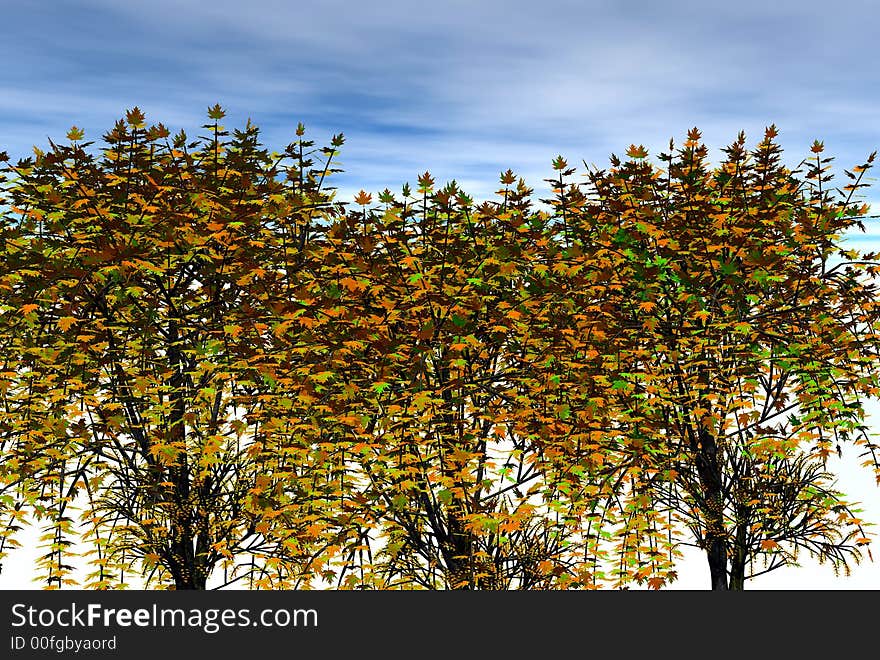 3D render of maple  trees and. 3D render of maple  trees and