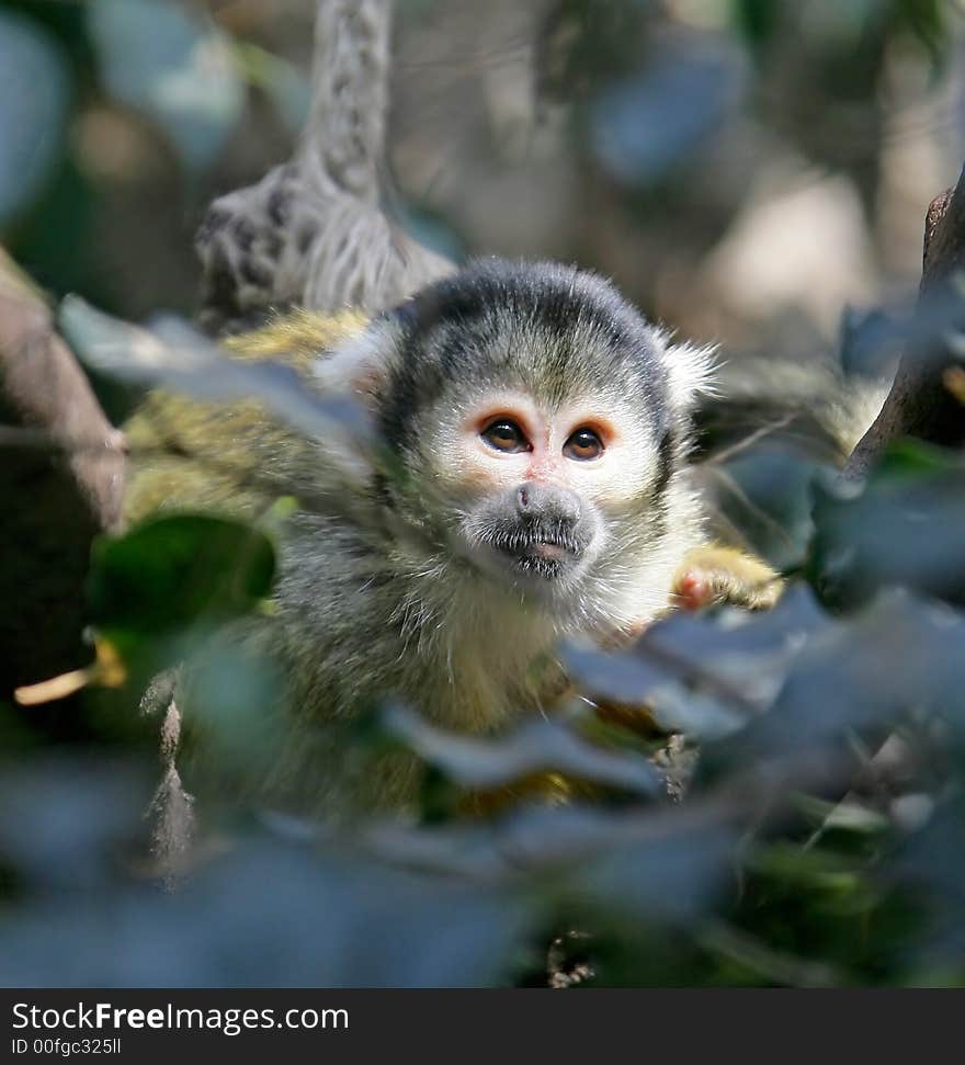 Common squirrel monkey 1