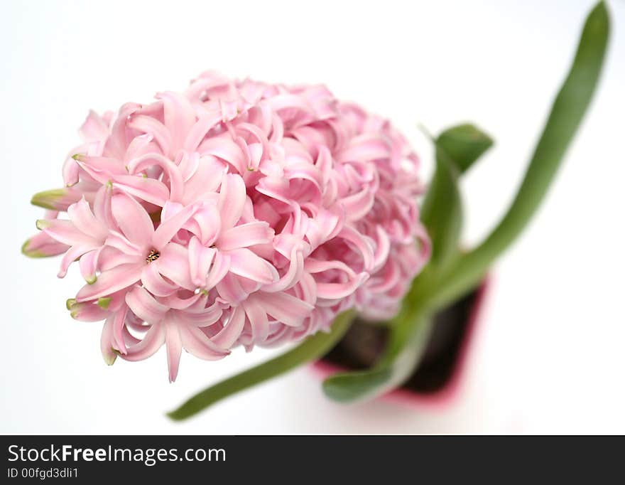 Pink flower the top view on a white background