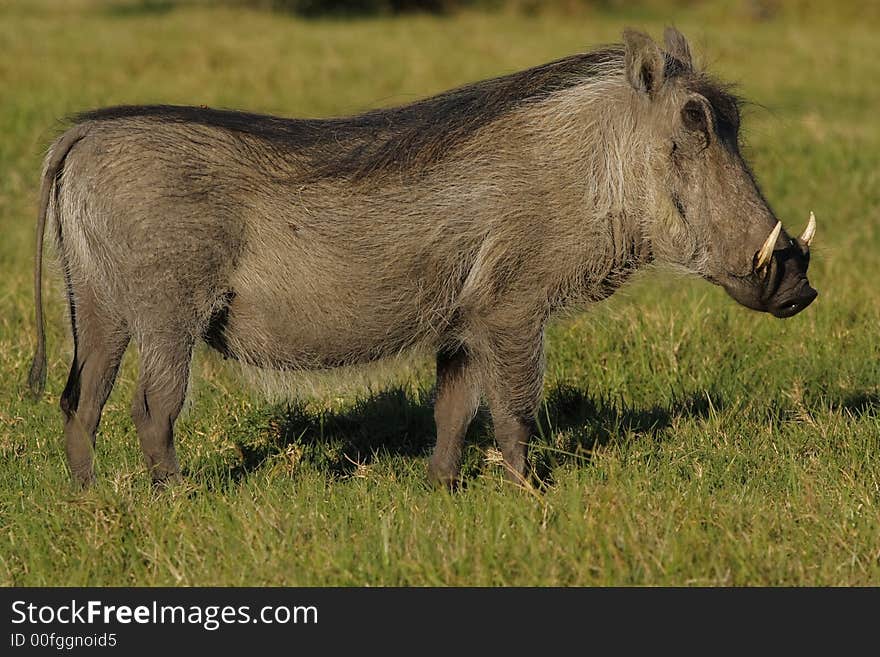 Warthog waiting