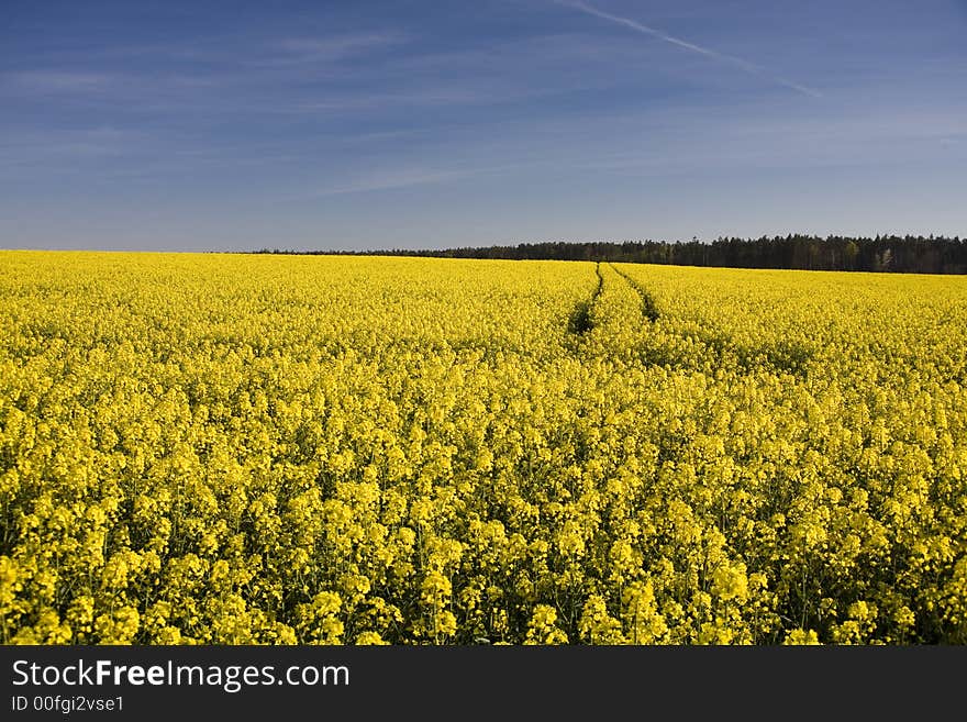 Landscape yellow rape and blue sky