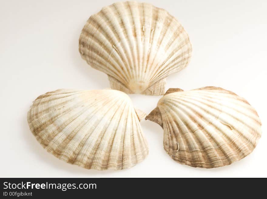 Three cockleshells (beautiful sea composition)