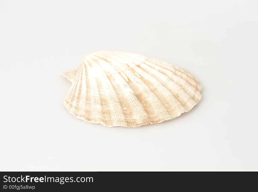 A Seashell on the white