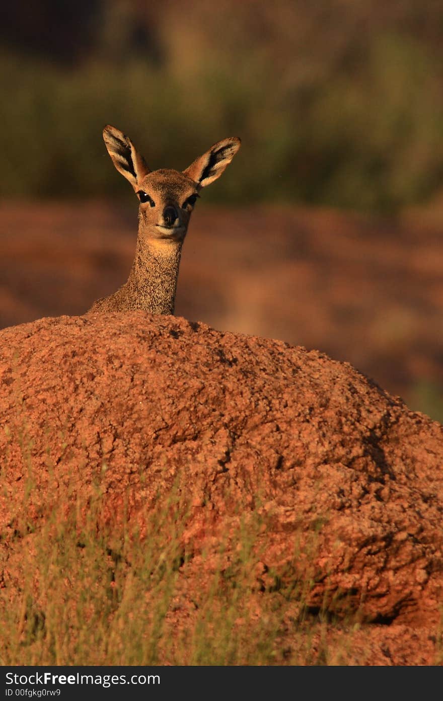 Klipspringer female peers over