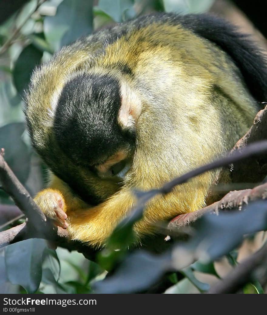 Common Squirrel Monkey 2