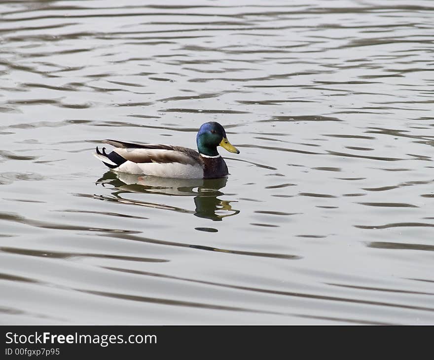 A male mallard duck swimming in a pond of calm water.