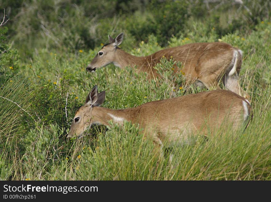 This is a photo of some female deer. This is a photo of some female deer.