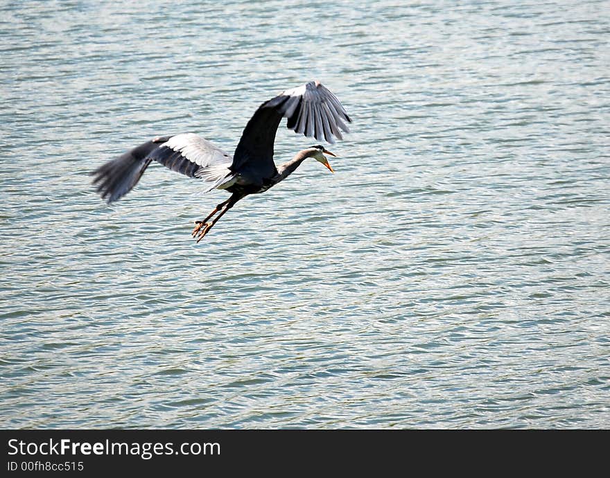 Large wild bird flying over a lake. Large wild bird flying over a lake