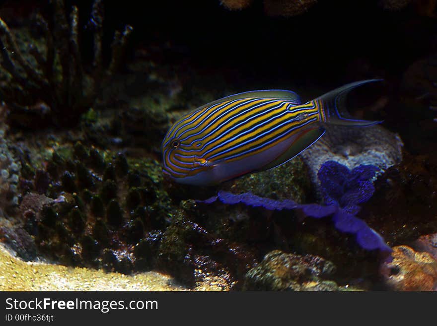 The beautiful tropical small fish floats in the sea. The beautiful tropical small fish floats in the sea