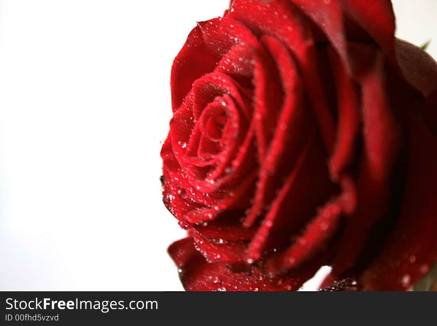 Picture of a dozen Red Rose on white background with space left for copy