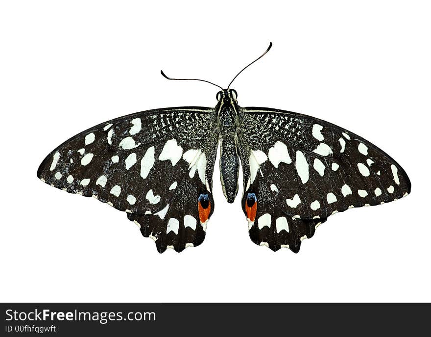 Chequered swallowtail (Papilio demoleus sthenelus) butterfly isolated on white