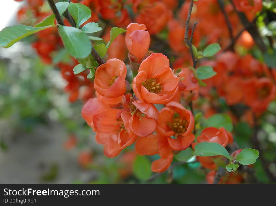 Tree in bloom in april. Tree in bloom in april