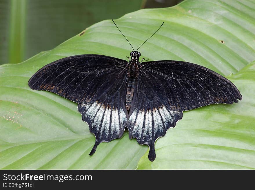 Black butterfly on a green leaf