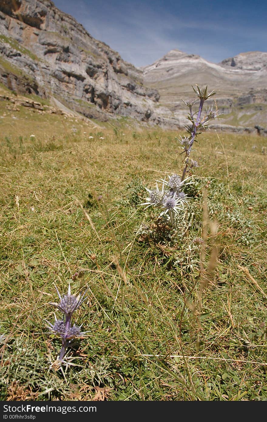 Edelweiss flower in mountain