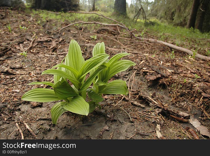 Green plant in forest in Slovakia