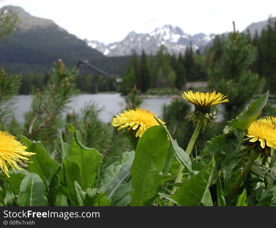 Flowers of dandelion at strbsk