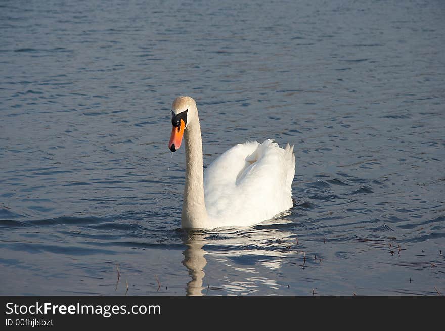 Swan