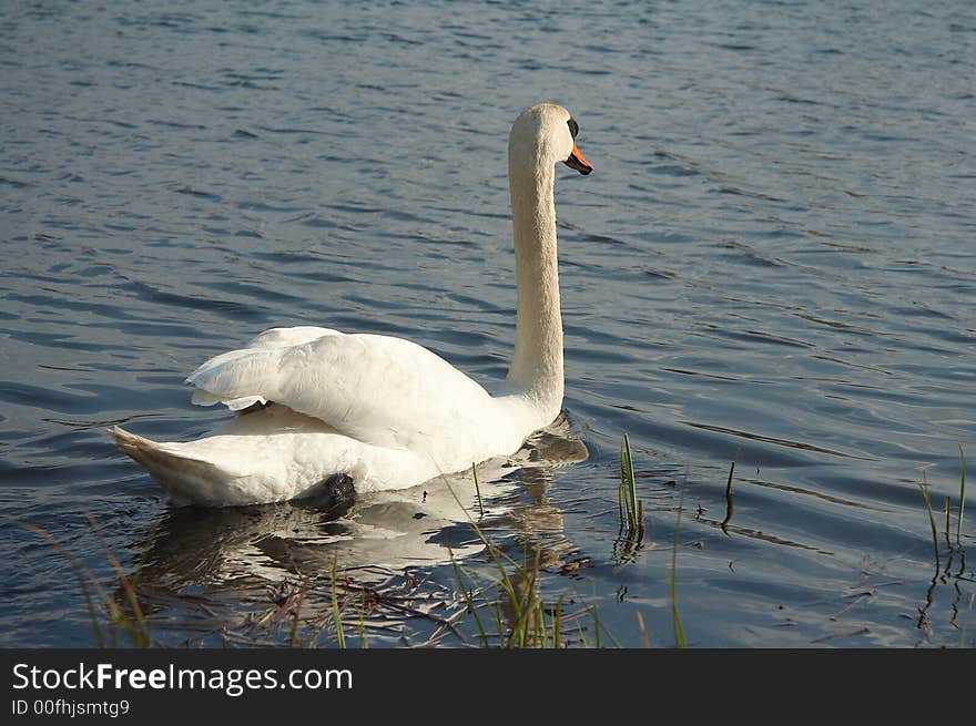 Swan