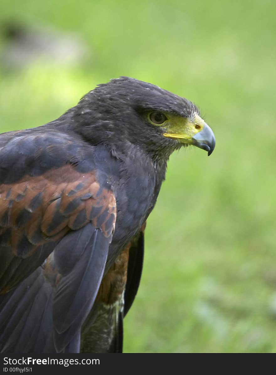 This beautiful Harris Hawk was photographed in the UK.