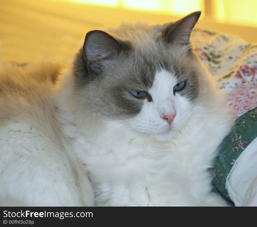 A large, fluffly Ragdoll cat. A large, fluffly Ragdoll cat