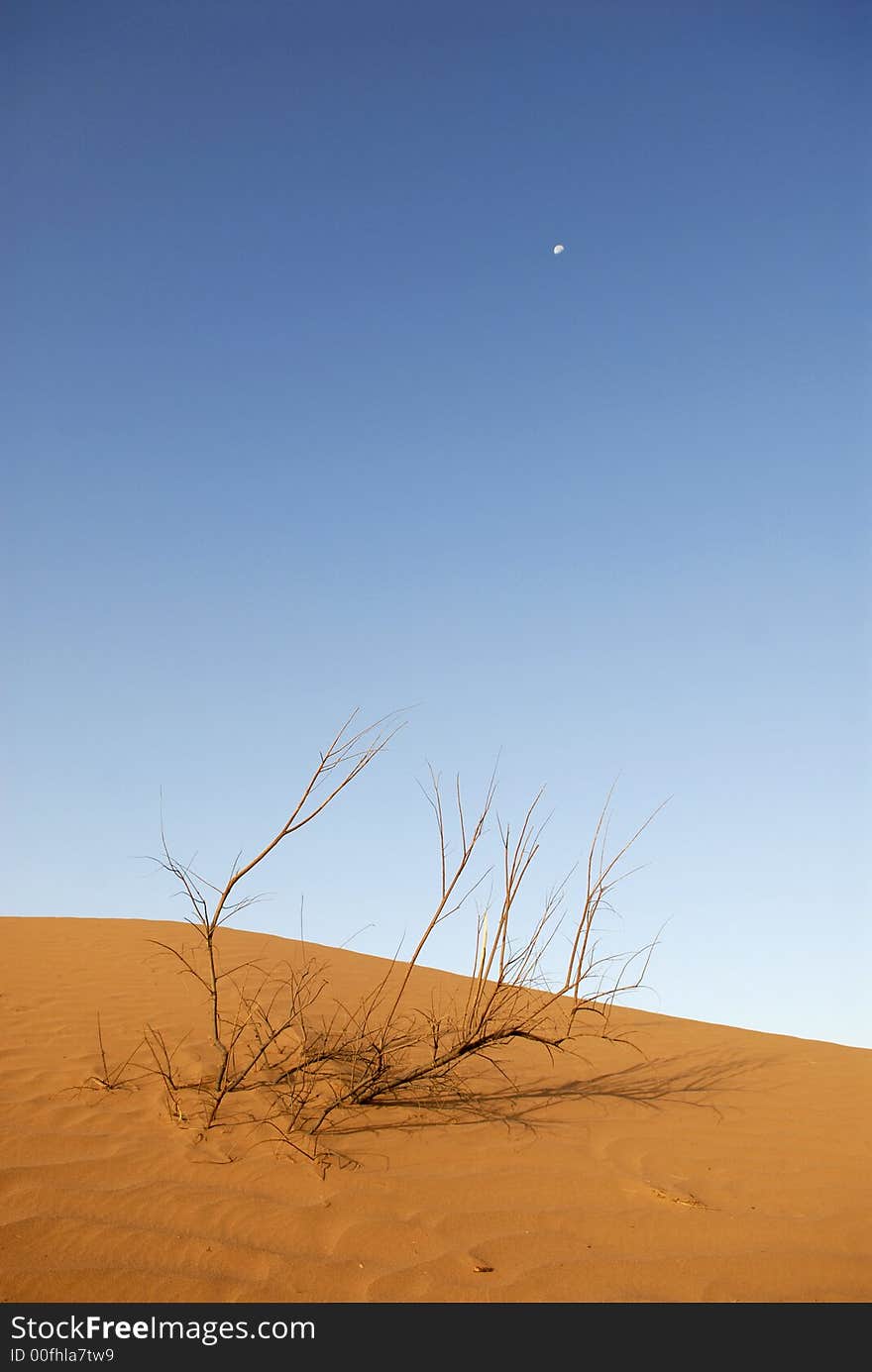 Dead branches in the sahara desert. Dead branches in the sahara desert