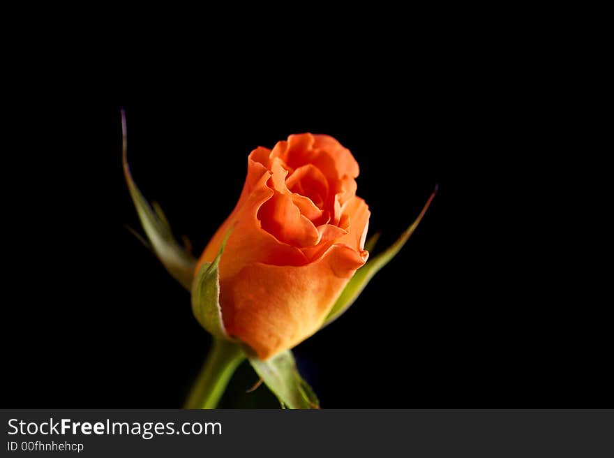 This pink rose was photographed in the studio against a black background to give it a moody apperance.