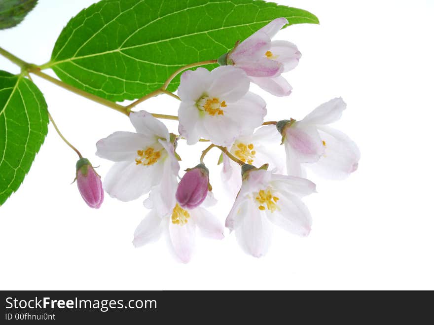 Small flowers on light box