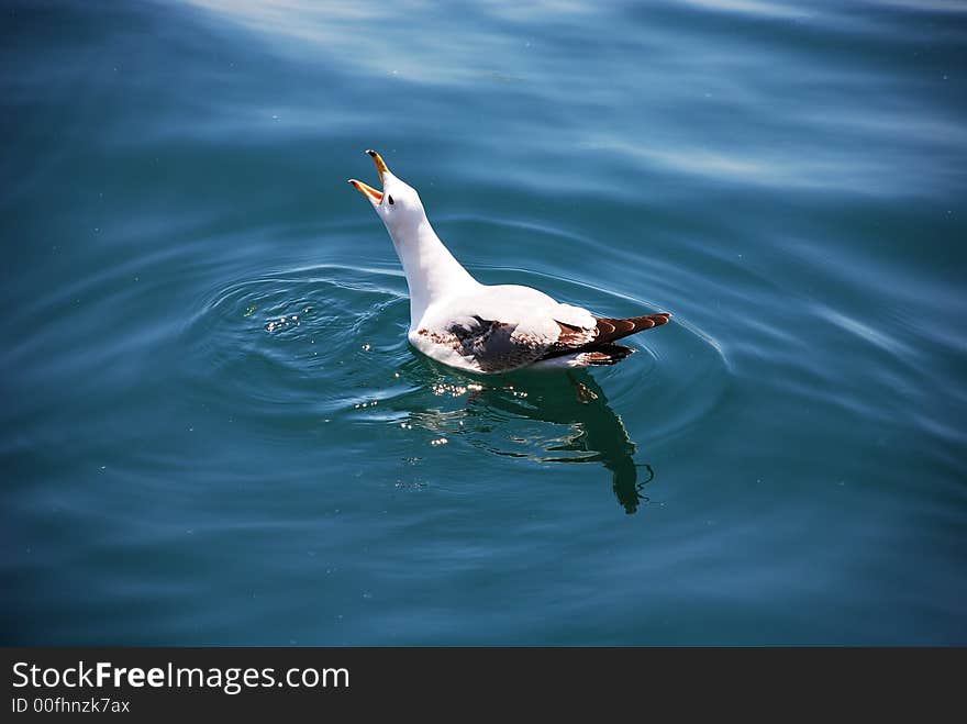 Sea gull