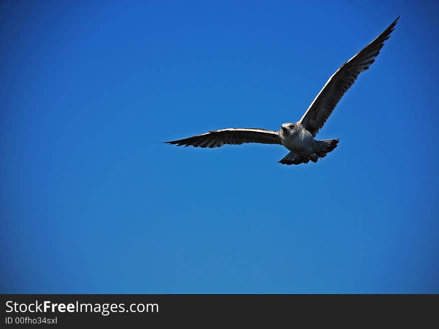 Flying sea gull