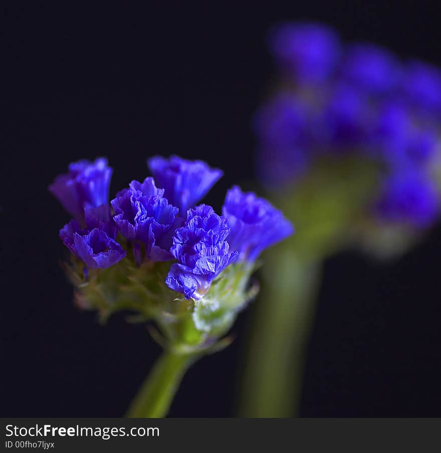 These two flower heads from a Statics were photographed using natural window light. A macros lens was used so the sharp focus was centered on the front flower. These two flower heads from a Statics were photographed using natural window light. A macros lens was used so the sharp focus was centered on the front flower.