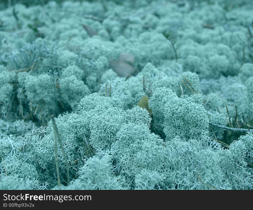 Details of colorful blue moss