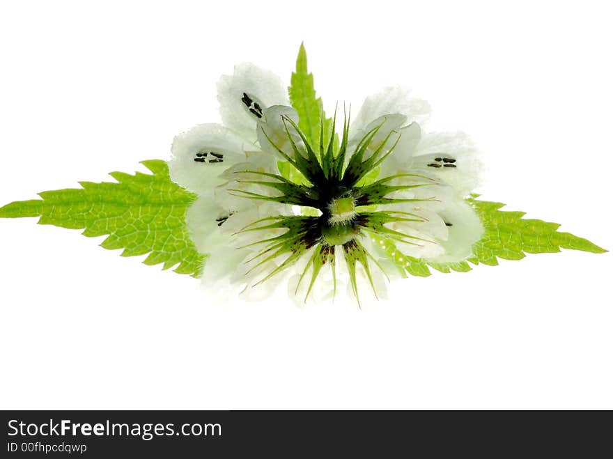 White flower and leaves on light box